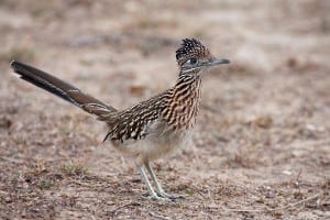 roadrunnerbird