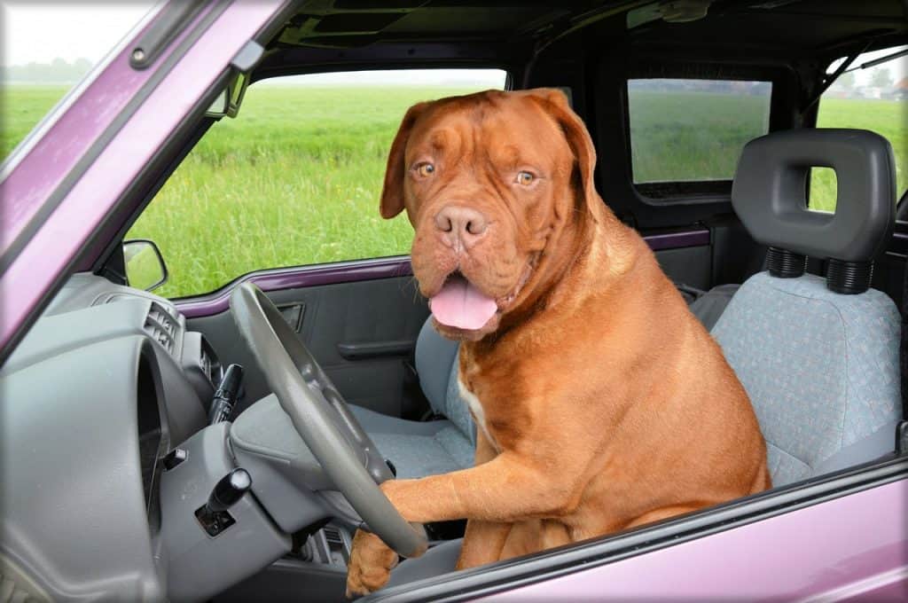 dog-driving